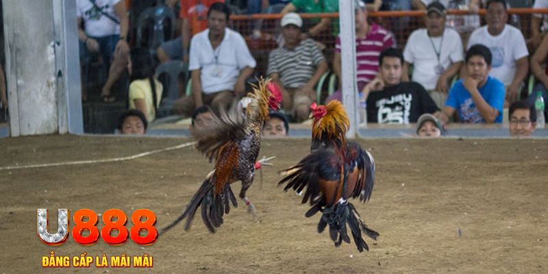 777king đăng nhập mậu binh khuyến mãi