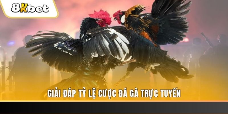 777king trực tiếp đá gà thomo
